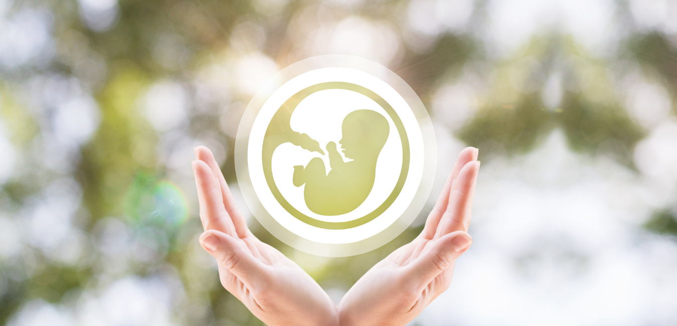 Fresh Donor Eggs vs Frozen Eggs Which is Better? Modamily Blog